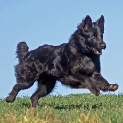 Galerie-Bild von Kleinspitze v. d  Schüpfer Zwergen und Langhaar Schäferhunde von den Schüpfer Hexen in Baden-Württemberg, mit Eindrücken unserer Kleinspitz-Zucht.