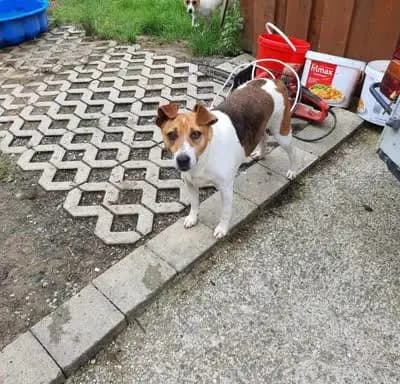 Parson Jack Russell Welpen von Stupsi & Daisy – 杰克罗素梗 Wurf, Bayern, 由...饲养 Berger Ranch