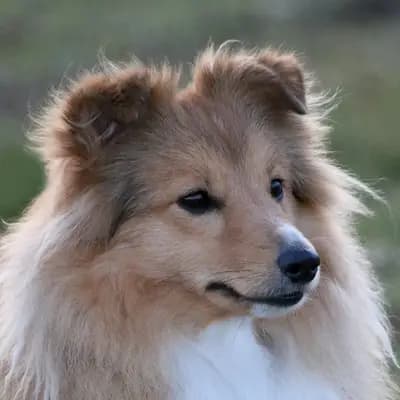 Olesja