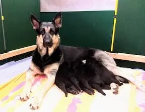 Galerie-Bild von Von Vegas Imperium in Nordrhein-Westfalen, mit Eindrücken unserer Osteuropäischer Schäferhund-Zucht.
