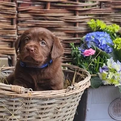 Schokobraune Welpen – Labrador Retriever Welpe, Bayern, 由...饲养 Labradorzucht vom Loderberg