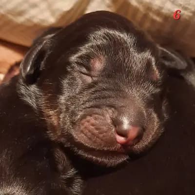Daisy – Hovawart Welpe, Saxony-Anhalt, 由...饲养 Hovawart von Alaris 