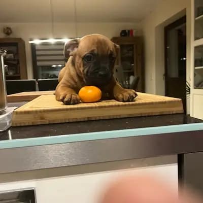 Galerie-Bild von MeinHeart Staff’s  in Sachsen, mit Eindrücken unserer Staffordshire Bull Terrier-Zucht.
