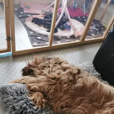 Bild aus Wäller aus der Obergrafschaft  in Niedersachsen, wo unsere Wäller-Hunde in einer liebevollen Umgebung aufwachsen.