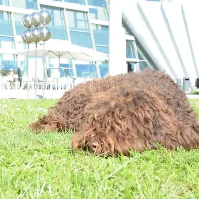 Foto von Honey, einem Barbet-Elternhund in Oberösterreich.