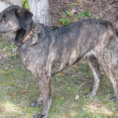 Treeing Tennessee Brindle – Hunderasse