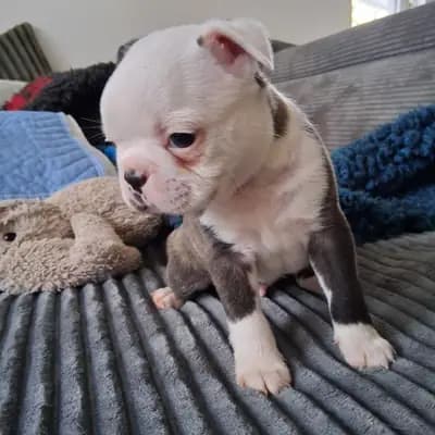 Ash – Boston Terrier Welpe, Nordrhein-Westfalen, 由...饲养 Von den Manchester Hexen