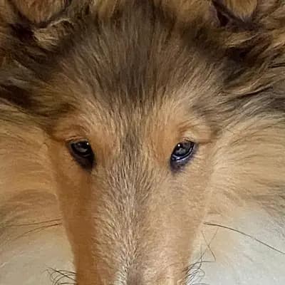 Galerie-Bild von Collie of Golden Gate  in Baden-Württemberg, mit Eindrücken unserer Amerikanischer Collie-Zucht.