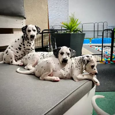 Bild aus Dalmatiner vom Hause KatMarku in Brandenburg, wo unsere Dalmatiner-Hunde in einer liebevollen Umgebung aufwachsen.