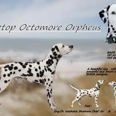 Orphi