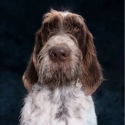 Galerie-Bild von Spinone Italiano vom Bergheimer Hof in Baden-Württemberg, mit Eindrücken unserer Spinone Italiano-Zucht.