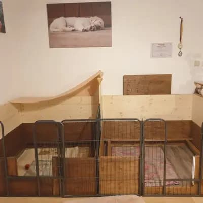 Bild aus Therapie- und Assistenzhunde von MacGold in Sachsen-Anhalt, wo unsere Golden Retriever-Hunde in einer liebevollen Umgebung aufwachsen.