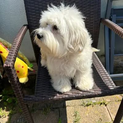 Achtung ! Wir müssen aus privaten Gründen unsere Lieblinge abgeben – Maltipoo Welpe, Thüringen, Aufgezogen von 1. Maltipoo Zucht in Thüringen