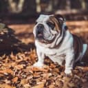 Foto der Rasse Englische Bulldogge