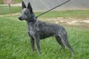 Foto der Rasse Australian Stumpy Tail Cattle Dog
