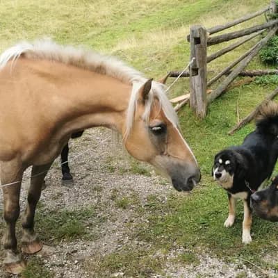 Bild aus Kalyani´s in Niederösterreich, wo unsere Do Khyi-Hunde in einer liebevollen Umgebung aufwachsen.