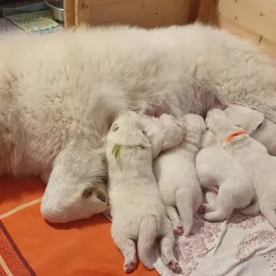 Bild aus Heavens Hayfield in Niederösterreich, wo unsere Samojede-Hunde in einer liebevollen Umgebung aufwachsen.