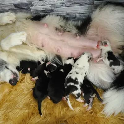 Bild aus Robert Muttenhammer  in Bayern, wo unsere Australian Shepherd-Hunde in einer liebevollen Umgebung aufwachsen.
