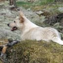 Foto der Rasse Canaan Dog