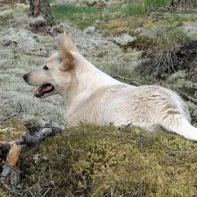 Canaan Dog – Hunderasse