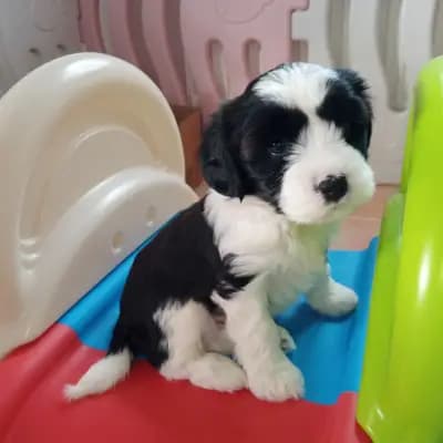 Galerie-Bild von "Tingsha"  Tibet Terrier von Unterfranken in Bayern, mit Eindrücken unserer Tibet Terrier-Zucht.