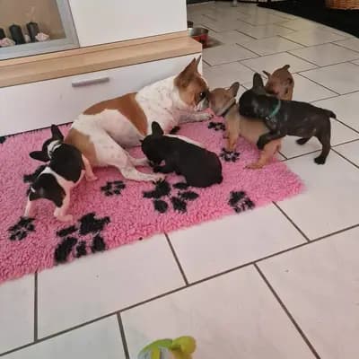 Bild aus Bullyzauber in Sachsen-Anhalt, wo unsere Französische Bulldogge-Hunde in einer liebevollen Umgebung aufwachsen.
