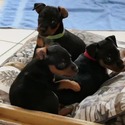 Foto ehemaliger Zwergpinscher-Welpen aus Zwergpinscher vom Zwergbach in Bayern, die bereits ein Zuhause gefunden haben.