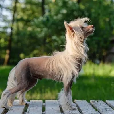 Bild aus The Bushwalker  in Niedersachsen, wo unsere Bedlington Terrier-Hunde in einer liebevollen Umgebung aufwachsen.