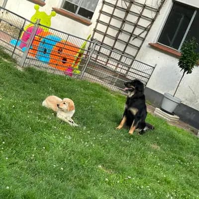Bild aus Hovawart von der Hünenburg  in Nordrhein-Westfalen, wo unsere Hovawart-Hunde in einer liebevollen Umgebung aufwachsen.
