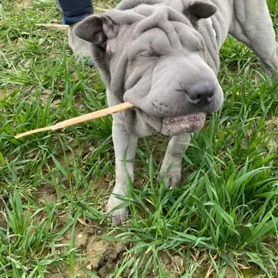 Foto von Malou, einem Shar Pei-Elternhund in Baden-Württemberg.