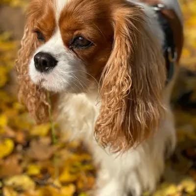 Foto von Dipsi , einem Cavalier King Charles Spaniel-Elternhund in Rheinland-Pfalz.