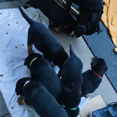 Bild aus Vom Haus Feiler  in North Rhine-Westphalia, wo unsere Rottweiler-Hunde in einer liebevollen Umgebung aufwachsen.