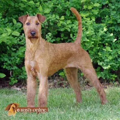 Foto von Name, einem Irish Terrier-Elternhund in .