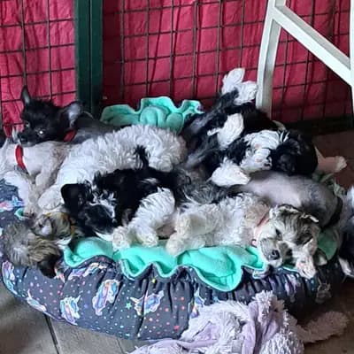 Galerie-Bild von Luch's Black Guardian  in Brandenburg, mit Eindrücken unserer Russischer Schwarzer Terrier-Zucht.