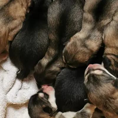 Galerie-Bild von Mount McCloud  in Niedersachsen, mit Eindrücken unserer Alaskan Malamute-Zucht.