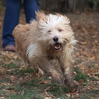 Loki – Hütehundmix