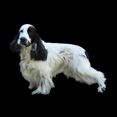 H-Wurf – 英国可卡犬 Wurf, Brandenburg, 由...饲养 Hundezucht vd Schönefelder Höhe