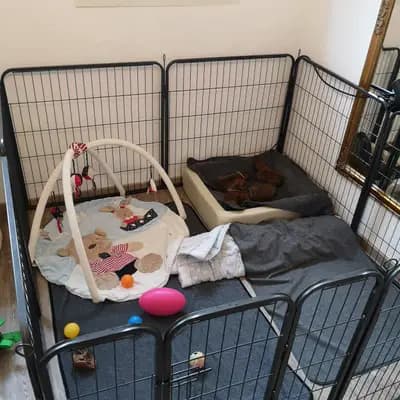 Bild aus Lowermillzwergpinscher  in Baden-Württemberg, wo unsere Zwergpinscher-Hunde in einer liebevollen Umgebung aufwachsen.