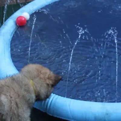 Bild aus Eurasier vom Sitara  in Nordrhein-Westfalen, wo unsere Eurasier-Hunde in einer liebevollen Umgebung aufwachsen.