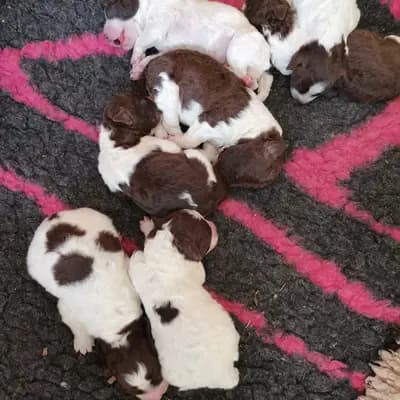 Bild aus Lagotto Romagnolo vom Tietenhof in Niedersachsen, wo unsere Lagotto Romagnolo-Hunde in einer liebevollen Umgebung aufwachsen.