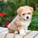 Foto der Rasse Maltipoo