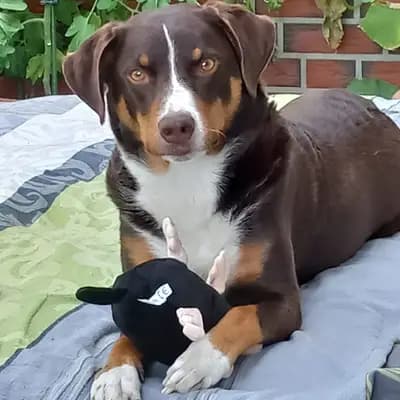 Galerie-Bild von Appenzeller Sennenhunde vom Altmarkhof in Sachsen-Anhalt, mit Eindrücken unserer Appenzeller Sennenhund-Zucht.