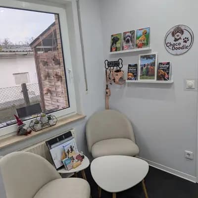 Bild aus ChocoDoodle in Niedersachsen, wo unsere Labradoodle (Labrador x Pudel)-Hunde in einer liebevollen Umgebung aufwachsen.