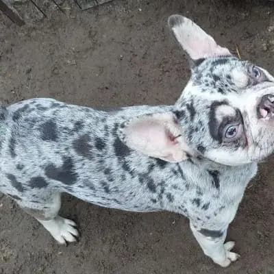 Hugo