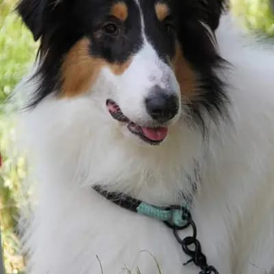 Galerie-Bild von Collie of Golden Gate  in Baden-Württemberg, mit Eindrücken unserer Amerikanischer Collie-Zucht.