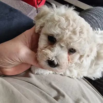 Galerie-Bild von Bichon Frisé vom Teilungssee  in Brandenburg, mit Eindrücken unserer Bichon A poil frise-Zucht.