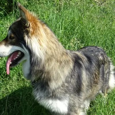 Lonestar Ranger – Alaskan Malamute Welpe, Niederösterreich, 由...饲养 Yukon Alaska Malamutes