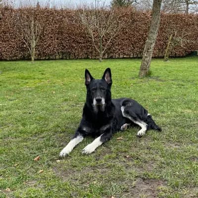 Galerie-Bild von Von Olymp  in Niedersachsen, mit Eindrücken unserer Osteuropäischer Schäferhund-Zucht.