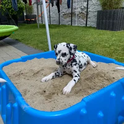 Bild aus Dalmatiner vom Hause KatMarku in Brandenburg, wo unsere Dalmatiner-Hunde in einer liebevollen Umgebung aufwachsen.