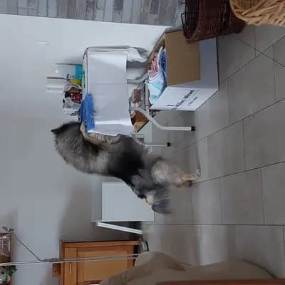 Bild aus Wolfsspitze vom Wattenlöper  in Niedersachsen, wo unsere Wolfsspitz-Hunde in einer liebevollen Umgebung aufwachsen.